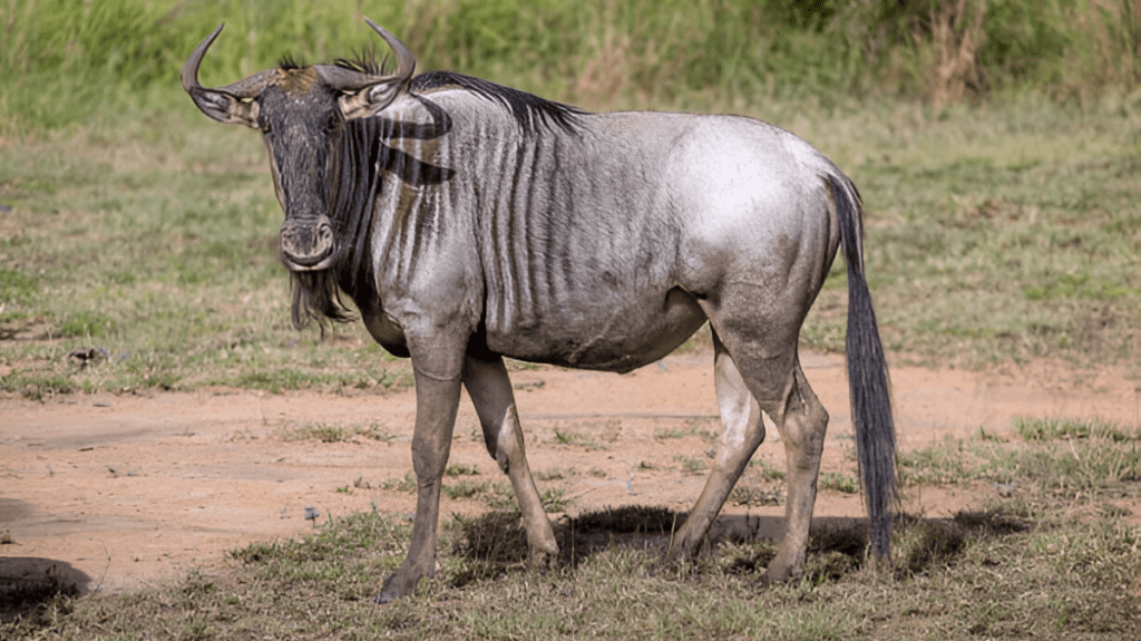 Spiritual Meaning of Wildebeest